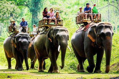 Elephant Safari with Tourists