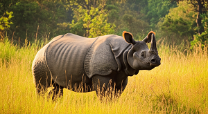One-Horned Rhinoceros in Kaziranga National Park